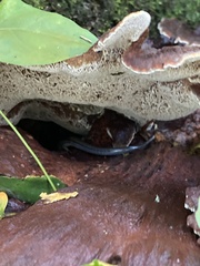 Inocutis ludoviciana