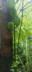 Cardiocrinum