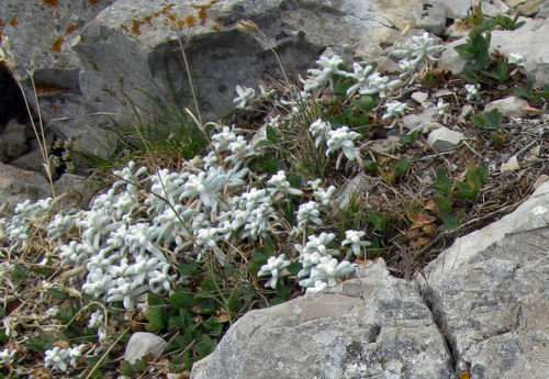 Boreal chickweed (Cerastium biebersteinii)