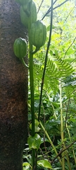 Cardiocrinum