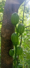 Cardiocrinum