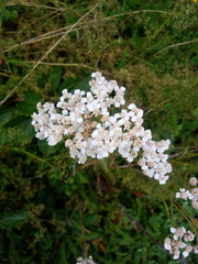 Achillea millefolium image
