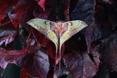 Actias maenas