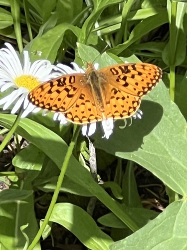 iNaturalist observation photo of Mormon Fritillary