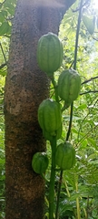 Cardiocrinum