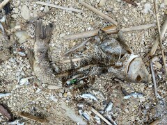 Catostomus commersonii