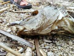 Catostomus commersonii