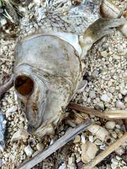 Catostomus commersonii