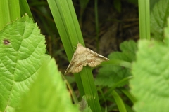 Pangrapta flavomacula