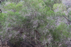 Dodonaea viscosa angustissima