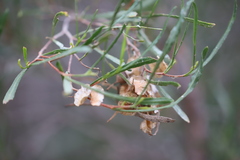 Dodonaea viscosa angustissima