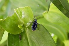 Lema concinnipennis