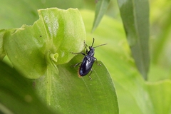 Lema concinnipennis