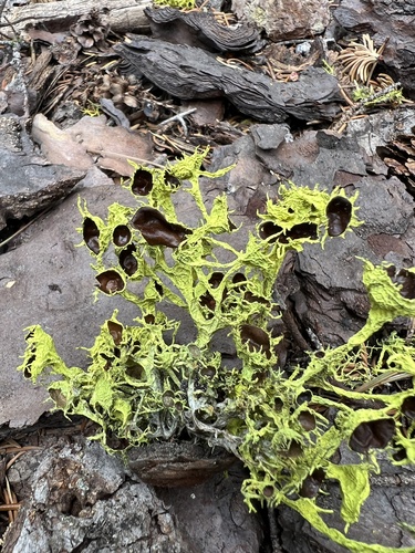 iNaturalist observation photo of Brown-eyed Wolf Lichen