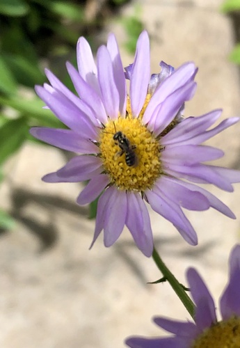 iNaturalist observation photo of Bees