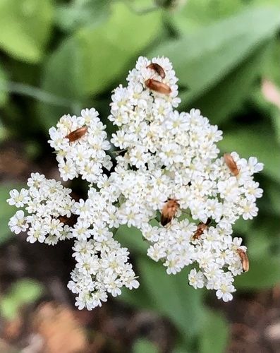 iNaturalist observation photo of Beetles