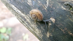 Josephinella
