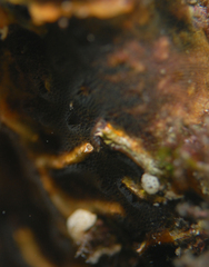 Schizoporella errata