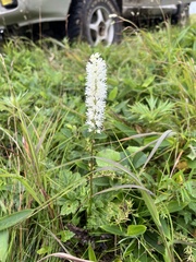 Actaea simplex