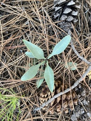Penstemon secundiflorus