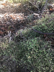 Coprosma crassifolia