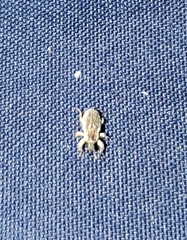 Insecta