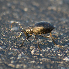 Moneilema semipunctatum