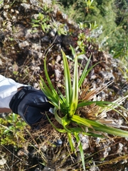 Eryngium paniculatum