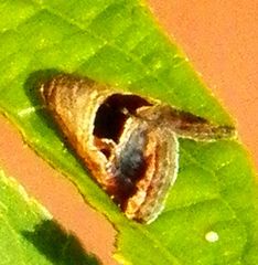 Tripudia rectangula