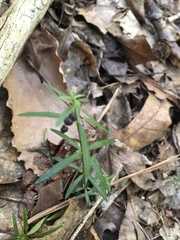 Galium uniflorum