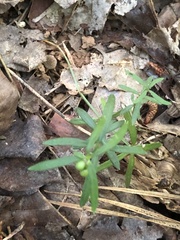 Galium uniflorum