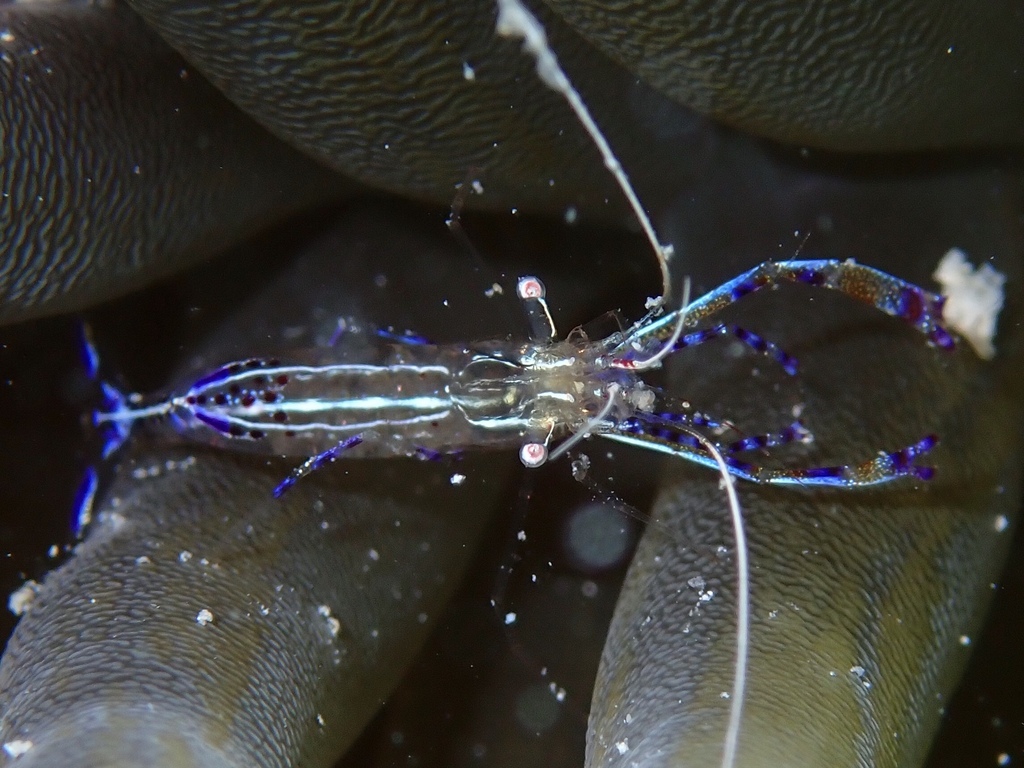 Anemone Shrimps