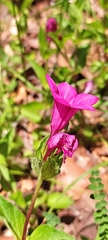 Spigelia scabrella