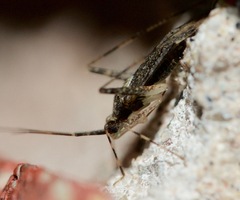 Phytocoris conspurcatus