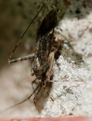 Phytocoris conspurcatus