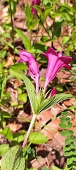Spigelia scabrella