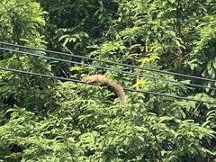 Callosciurus erythraeus