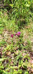 Spigelia scabrella