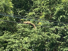 Callosciurus erythraeus