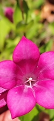 Spigelia scabrella