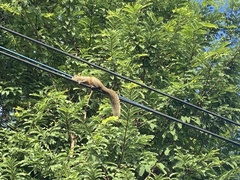 Callosciurus erythraeus