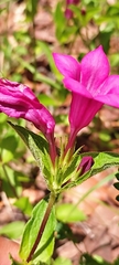 Spigelia scabrella