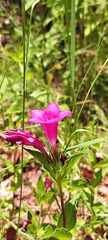 Spigelia scabrella