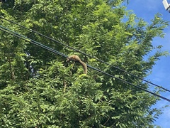 Callosciurus erythraeus