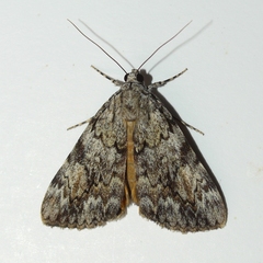 Catocala amica