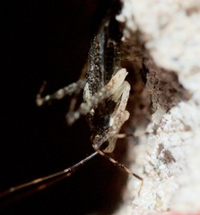 Phytocoris conspurcatus