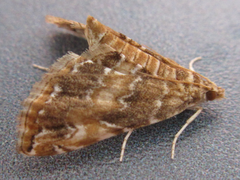 Elophila turbata