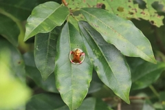 Aspidimorpha sanctaecrucis