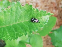 Omophoita simulans