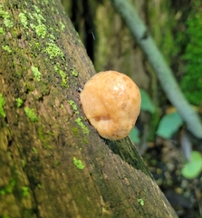 Rhodotus palmatus